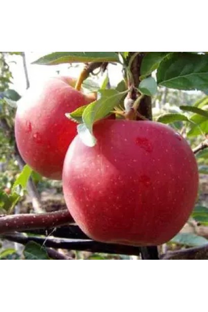 яблуня Скорпіон плоди крупним планом